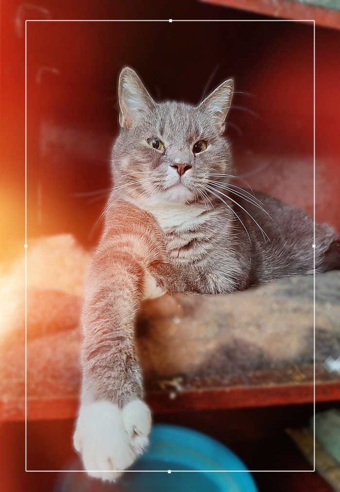 Не забудь купить после работы вкусняшку царю аль царице