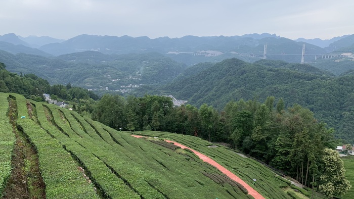 Чайные плантации в городе Ичан (Провинция Хубэй)