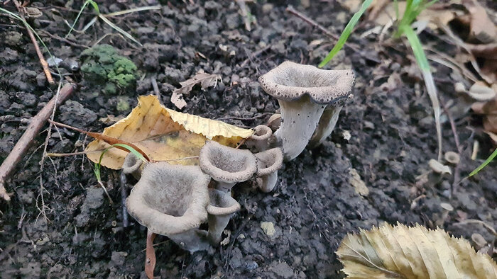      .    - ,    .    <!--noindex--><a href="https://pikabu.ru/story/gribyi_lisichka_chernaya_13269847?u=http%3A%2F%2Fdzen.ru&t=dzen.ru&h=4df646f52a546fe378290929d40cca90ccf2902a" title="http://dzen.ru" target="_blank" rel="nofollow noopener">dzen.ru</a><!--/noindex-->.