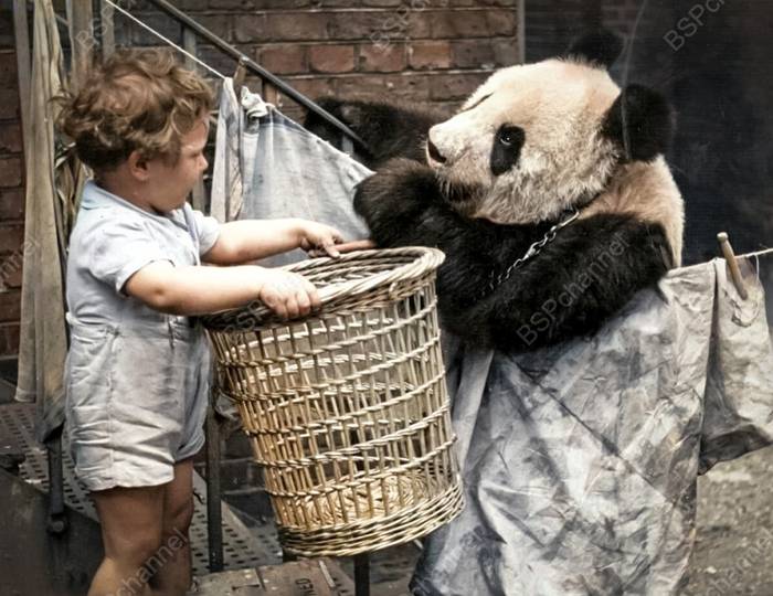 Фотограф: Берт Харди