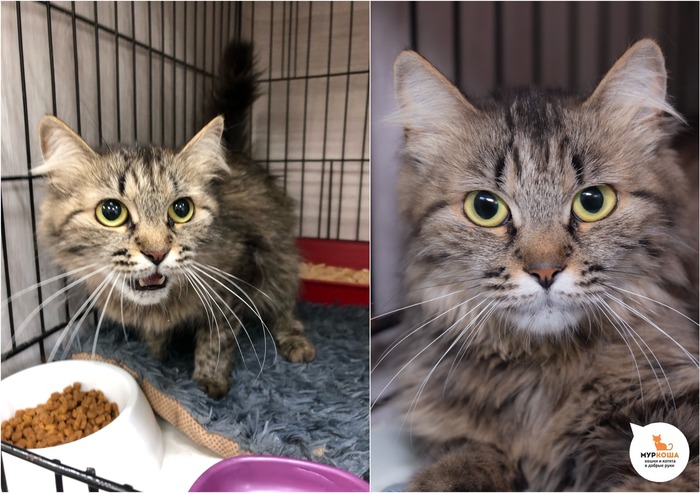 Кошка Биэла, 1 год, домашняя.