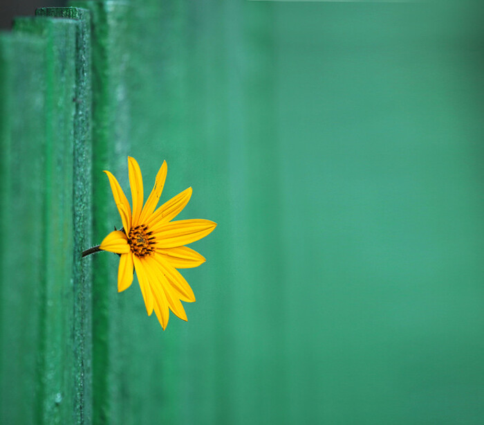 Helianthus tuberosus