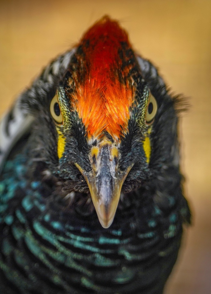 Каждый фазан желает знать