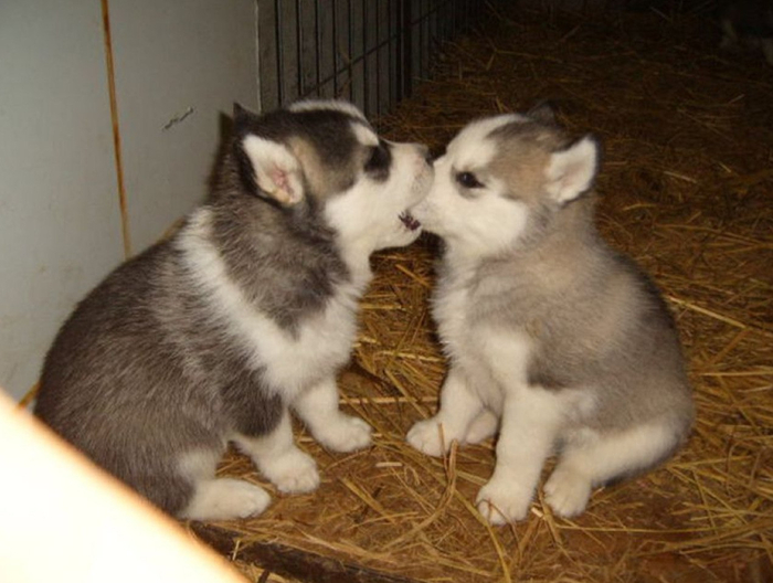 Украл твой нос!