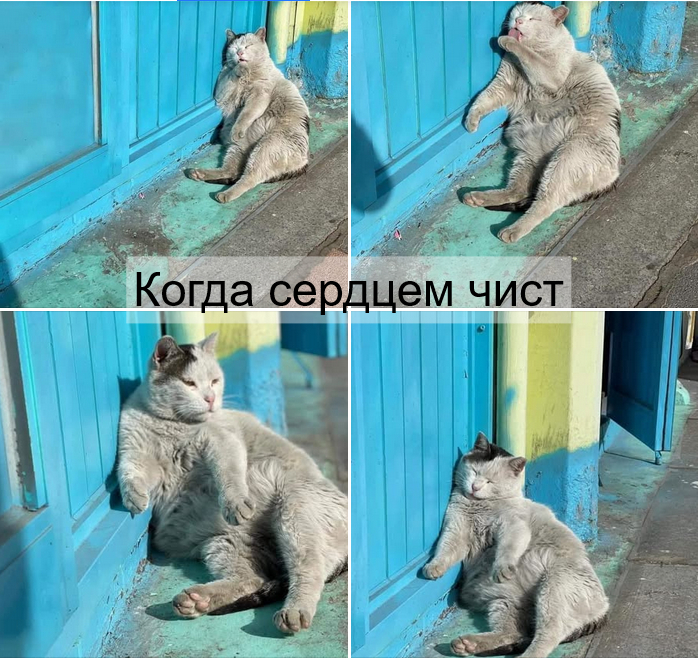   ))