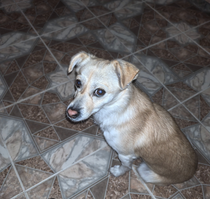 Карликовый ласкодог (Mini Lascodog)