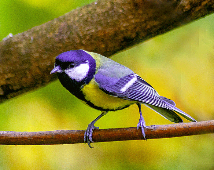 ������� ������