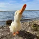 ����� ����� ������ ���� �����������
