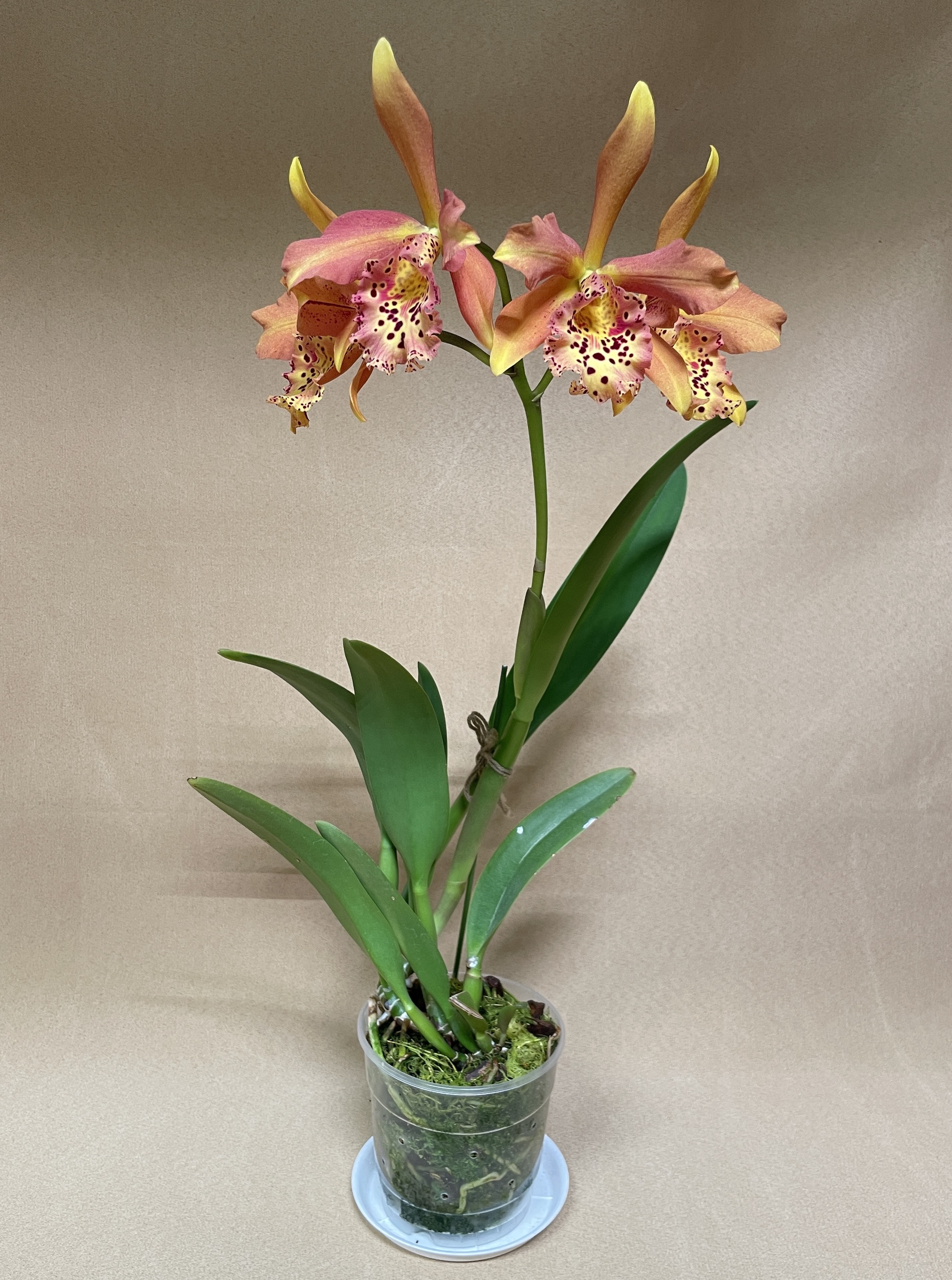 September blossoms - Series Photos of my flowering plants, My, Orchids, Flowers, Houseplants, The photo, Longpost