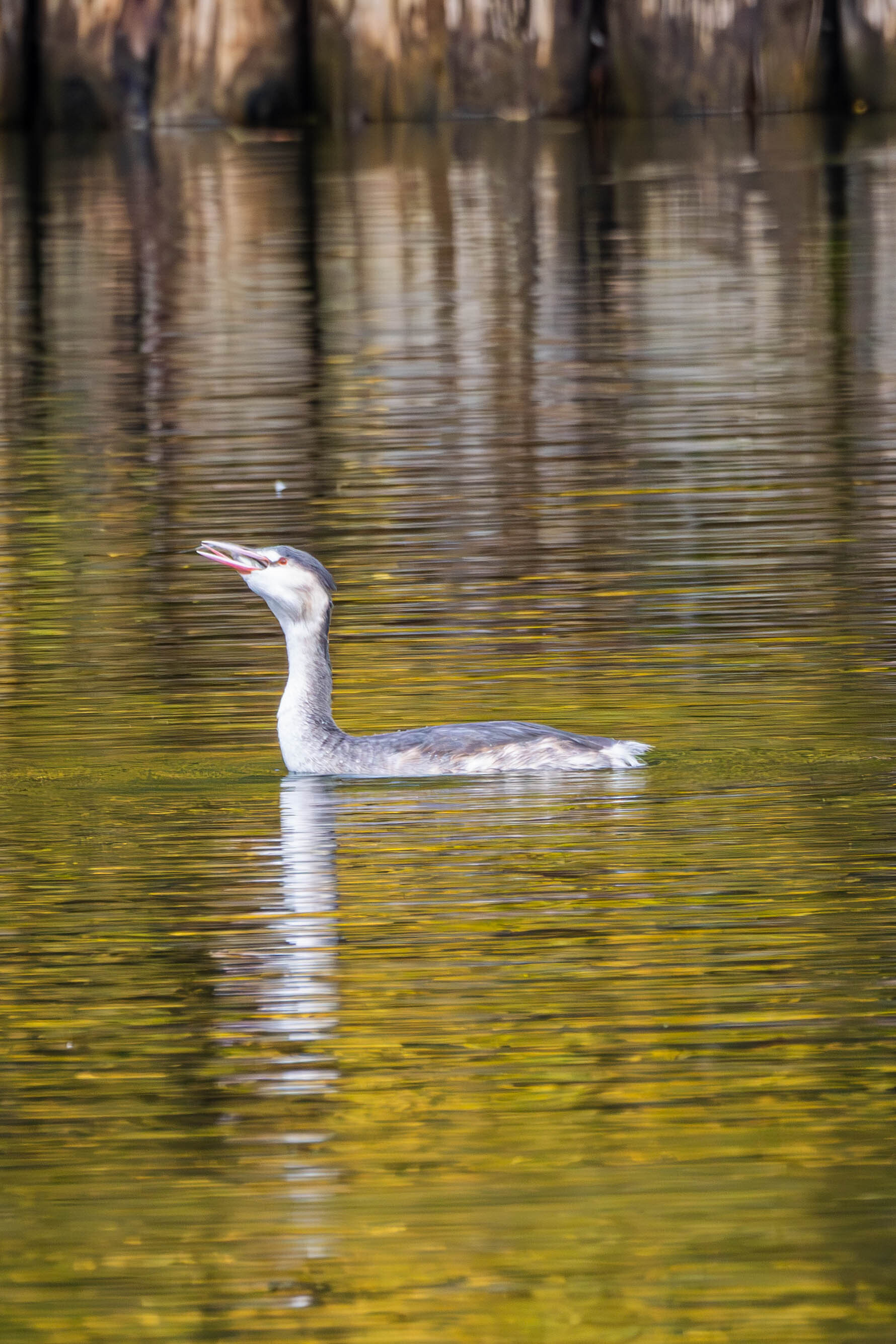 Float like a butterfly, swallow like a great grebe - My, Moscow, Birds, Ornithology, Izmailovsky park, The park, Chomga, Great grebe, Photo hunting, Bird watching, Ornithology League, Longpost
