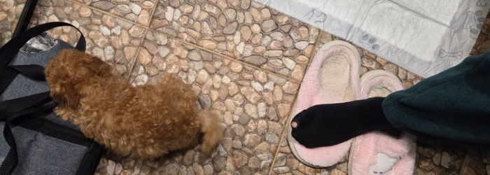 мой дырявый колготок и собачка за 75.000