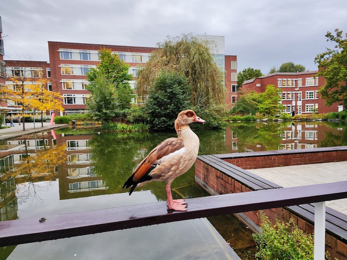 Мигранты в Германии