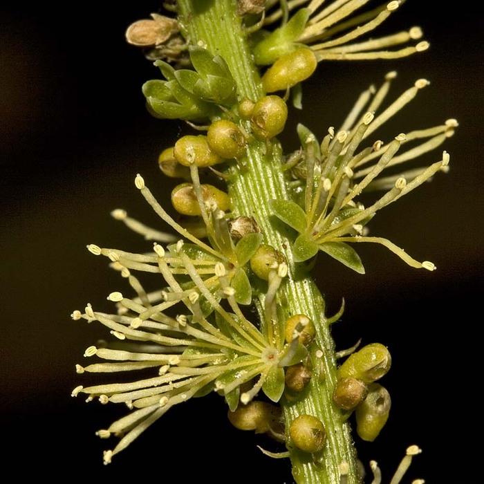 Цветки энтады. Фото с сайта <!--noindex--><a href="https://pikabu.ru/story/yentada_13285134?u=http%3A%2F%2Fefloraofindia.com&t=efloraofindia.com&h=b59d1508d04d8c2c4ababf954d42d9a952212a47" title="http://efloraofindia.com" target="_blank" rel="nofollow noopener">efloraofindia.com</a><!--/noindex-->.