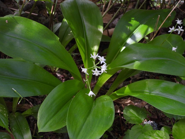 Фото Л. Головневой.