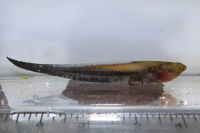 Единственная фаза, в которой узкорот не похож на шар — стадия головастика.