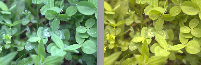 Пример фото после внутрикамерной обработки слева и до обработки фото справа, в Canon 5D Mark II