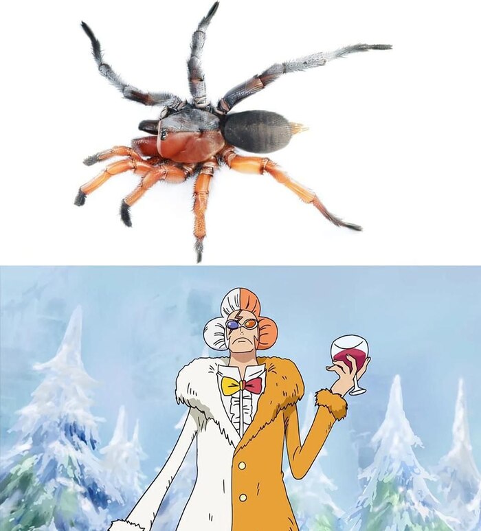 Учёные назвали нового паука в честь Инадзумы из One Piece