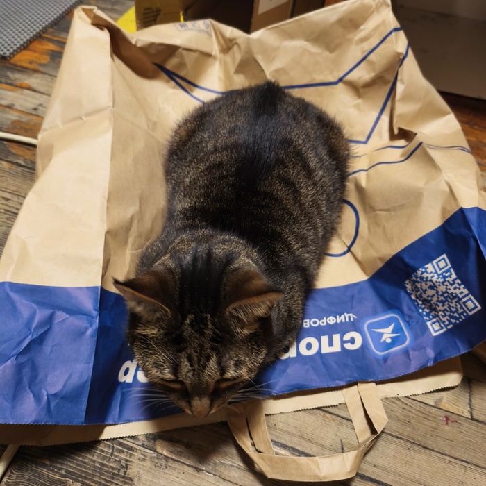 Коту достался бумажный пакет