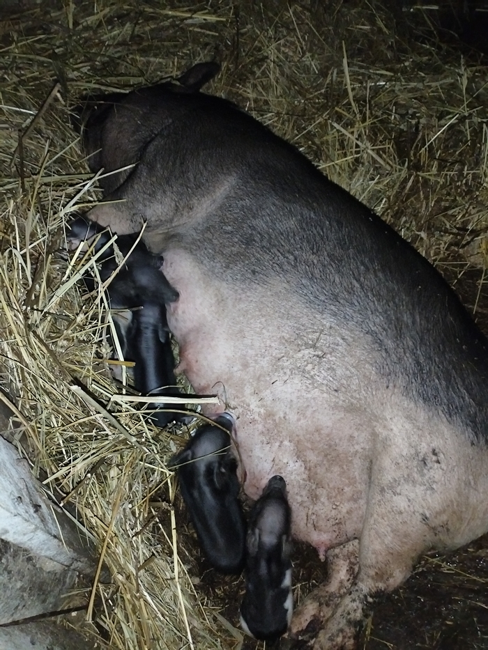 Вот это стало происходить, когда крышу делали. Тут их мало ещё, вообще 9 всего родилось, и все живы.