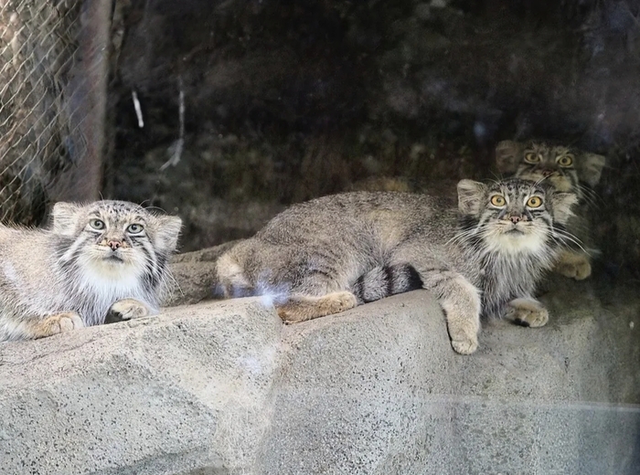 Девчонки разлеглись))