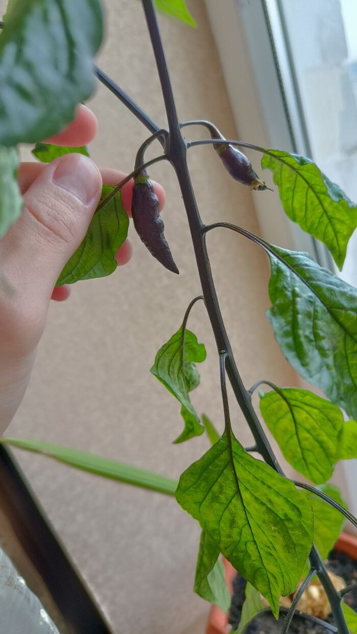 Помогите определить сорт перца