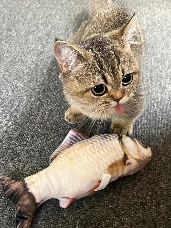 Я тут рыбу поймал