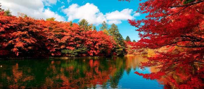    &nbsp;<!--noindex--><a href="https://pikabu.ru/story/lyubovanie_klenami_v_yaponii_13300033?u=http%3A%2F%2Fblog.ostrovok.ru&t=blog.ostrovok.ru&h=dda8c01b3cae5063421fc97d970be5d8943ea008" title="http://blog.ostrovok.ru" target="_blank" rel="nofollow noopener">blog.ostrovok.ru</a><!--/noindex-->.