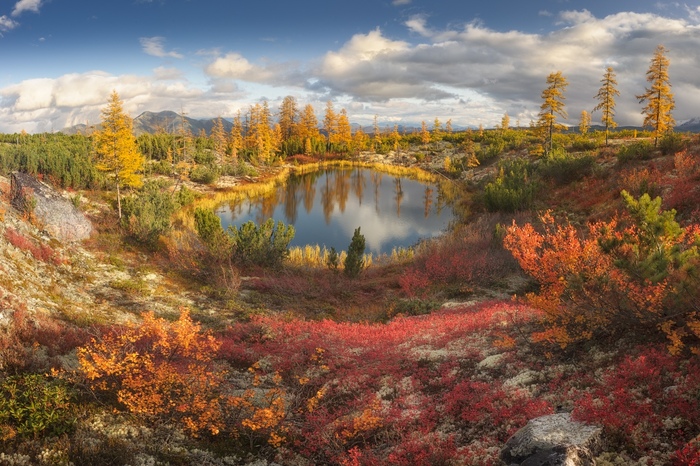 В осенних пейзажах голубика отвечает за красные тона. Фото В. Медянцева.