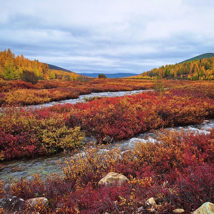 Осенью заросли голубики полыхают красным. Фото Г. Семиковой.