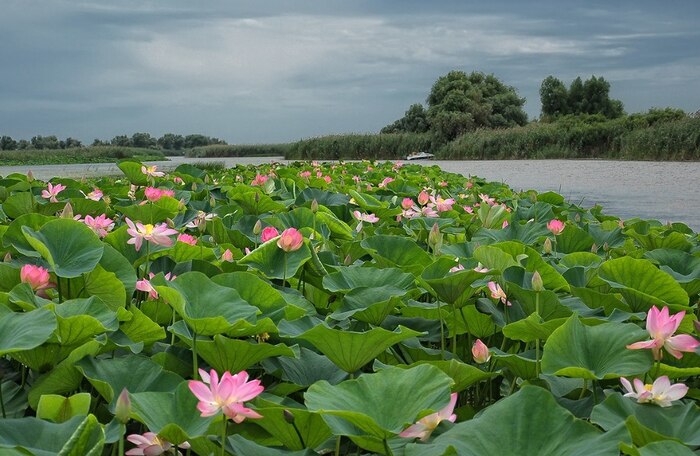    <!--noindex--><a href="https://pikabu.ru/story/lotos_post_2_13316789?u=http%3A%2F%2Flowvolga.ru&t=lowvolga.ru&h=9c1772df1de3684730621db9d848a40a29f1377d" title="http://lowvolga.ru" target="_blank" rel="nofollow noopener">lowvolga.ru</a><!--/noindex-->.