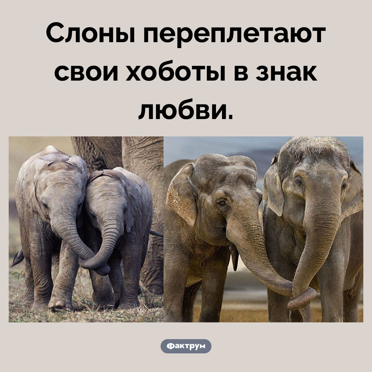 Interesting Facts #202 - Picture with text, Informative, A selection, Facts, Factrum