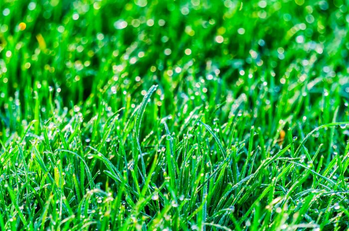 Фото: <!--noindex--><a href="https://pikabu.ru/story/moskvichku_oshtrafovali_za_to_chto_ona_ne_proterla_gazon_za_sobakoy_13296833?u=http%3A%2F%2Ffreepik.com&t=freepik.com&h=85db536b86aca028ae7e6f514b8f842dbac0a505" title="http://freepik.com" target="_blank" rel="nofollow noopener">freepik.com</a><!--/noindex-->