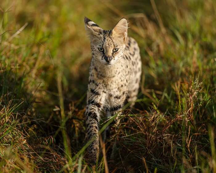 Самая длинноногая и длинноухая кошка