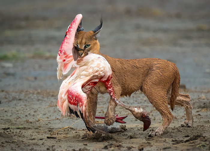 : Dennis Stogsdill / Wildlife Photographer of the Year / Wildlife Photographer of the Year 2025