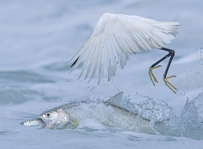 : Qingrong Yang / Wildlife Photographer of the Year / Wildlife Photographer of the Year 2025