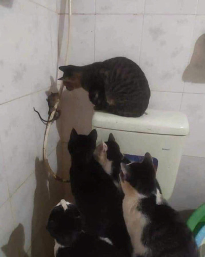 Сытый кот в долме бесполезн