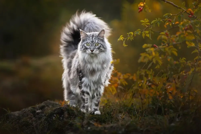 : <!--noindex--><a href="https://pikabu.ru/story/samyie_krasivyie_kotiki_v_mire_s_fotopremii_35awards_13301133?u=http%3A%2F%2F35awards.com&t=35awards.com&h=ff49f1d687c5dfa16f8c1d7ab266c14447103d5f" title="http://35awards.com" target="_blank" rel="nofollow noopener">35awards.com</a><!--/noindex-->