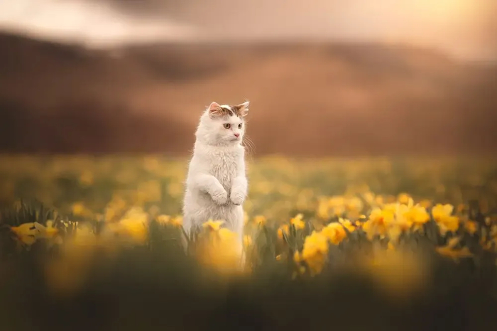 : <!--noindex--><a href="https://pikabu.ru/story/samyie_krasivyie_kotiki_v_mire_s_fotopremii_35awards_13301133?u=http%3A%2F%2F35awards.com&t=35awards.com&h=ff49f1d687c5dfa16f8c1d7ab266c14447103d5f" title="http://35awards.com" target="_blank" rel="nofollow noopener">35awards.com</a><!--/noindex-->