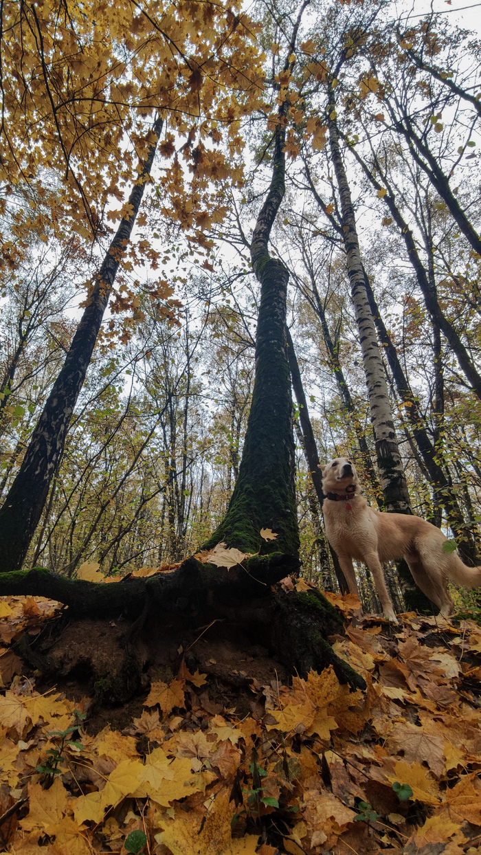 Осенний Степанище!