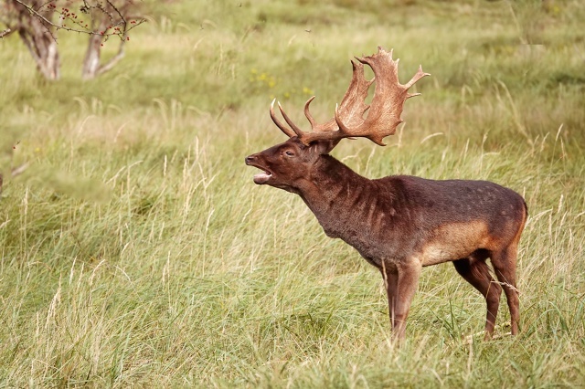     ,  ,    ,    ,     -       .