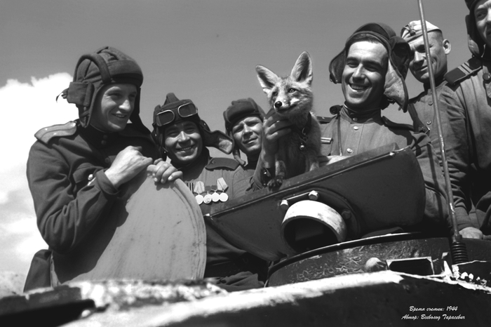 Ленинградский фронт. 1944 год. Автор фотографии Всеволод Тарасевич. На фото экипаж Т-34 и лисичка Трофейка