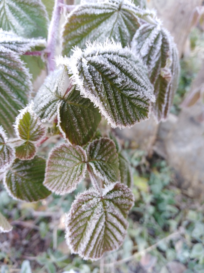 Малина в инее