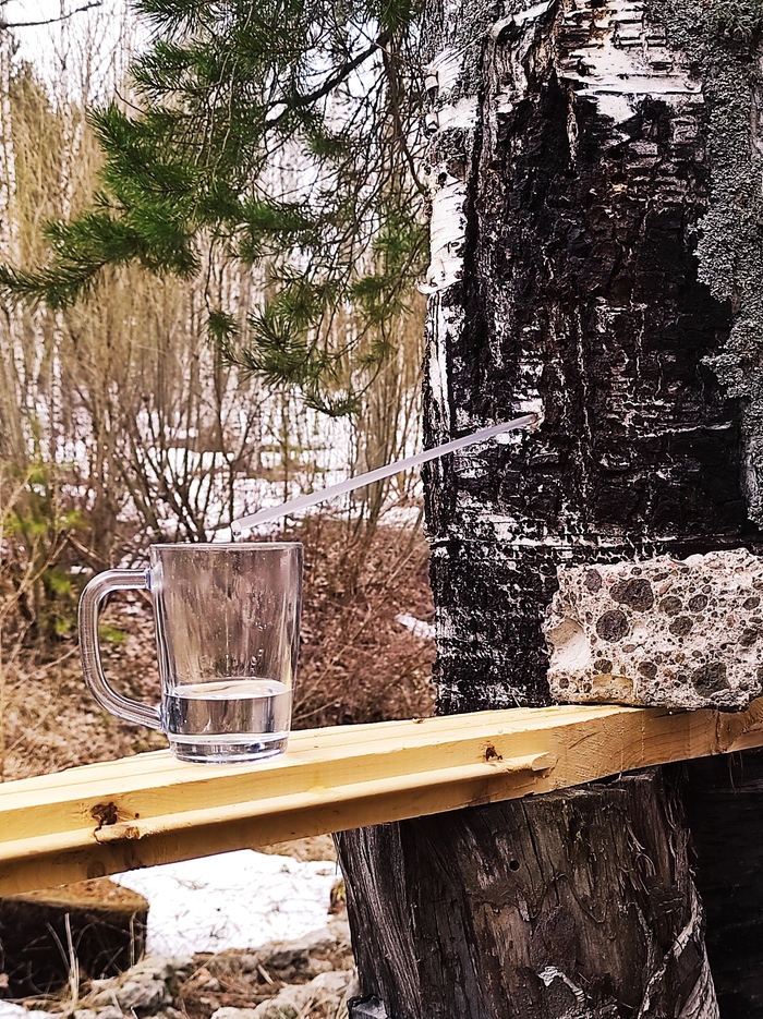 Весна- пора насладиться берёзовым соком