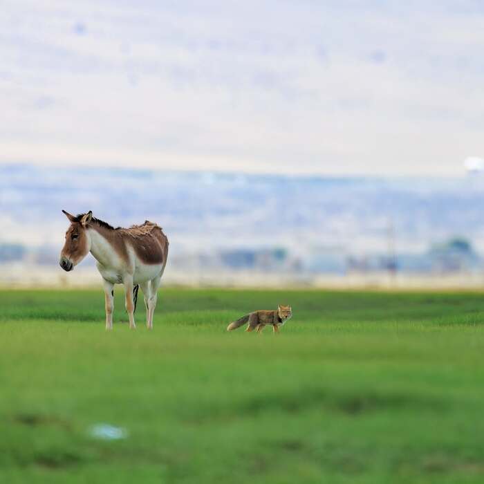 Кианг и тибетский лис