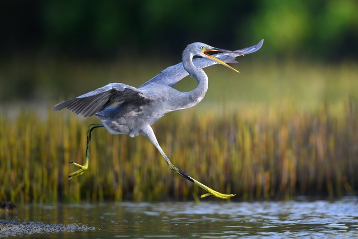 Рифовая цапля прогоняет конкурента Автор фото: Владимир Куликов