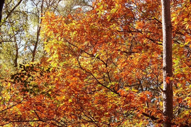 Яркие краски осени