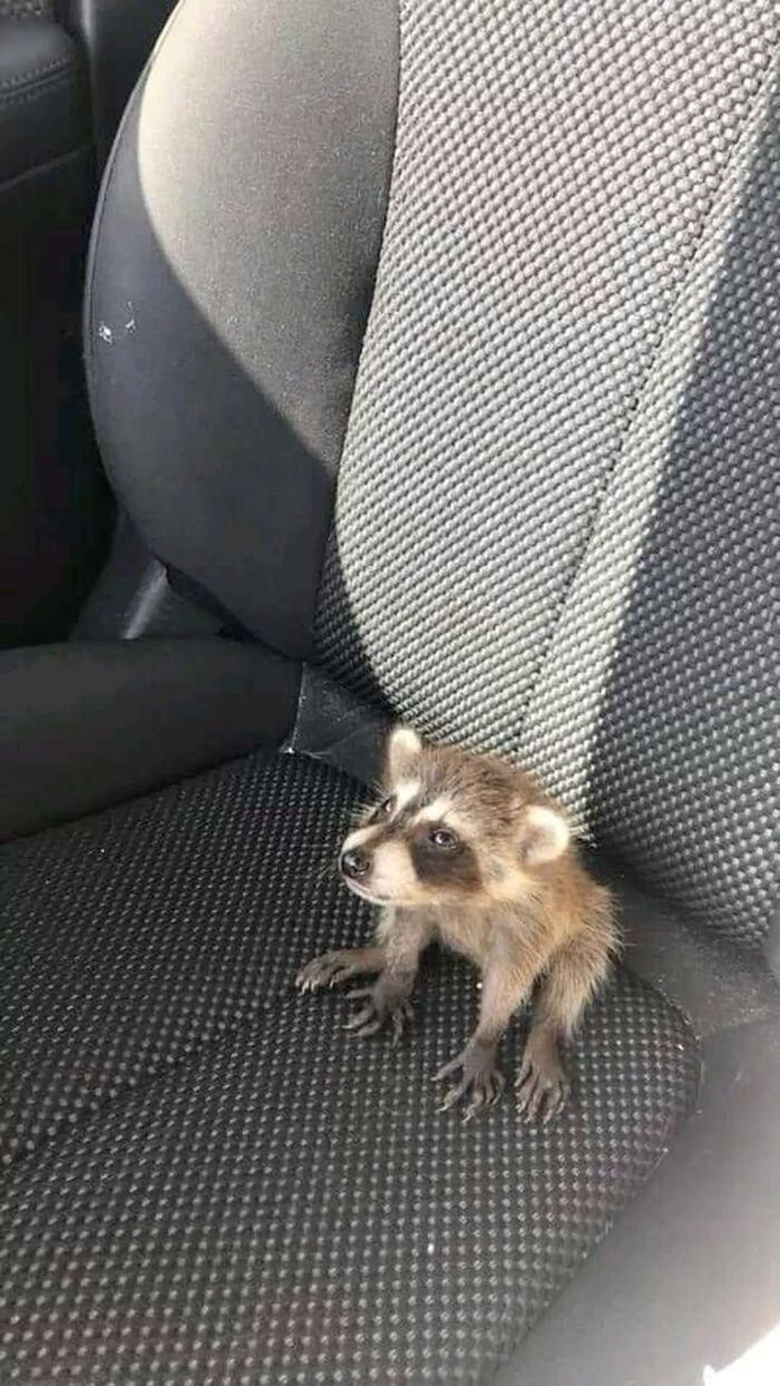 К путешествию готов