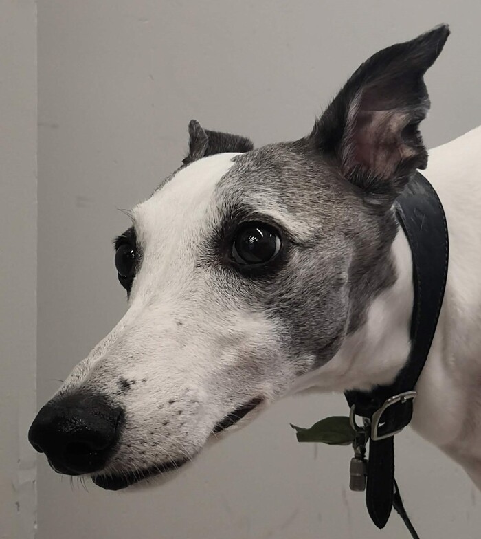 Левретка. Взгляд