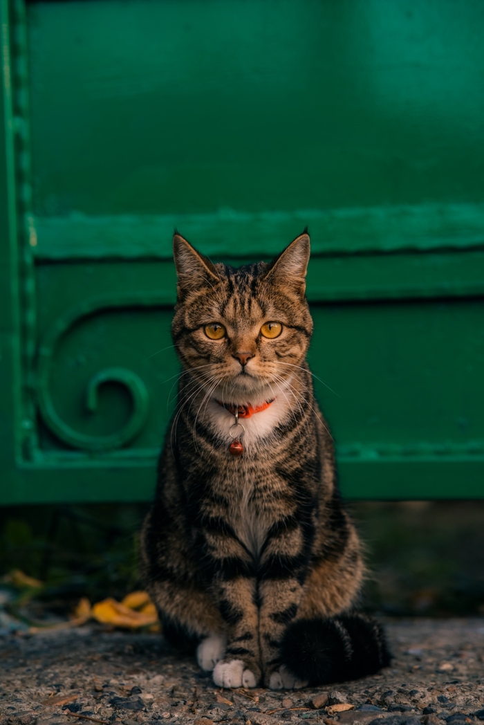 Такой вот красавец был встречен в одном из старых районов Томска. За минуту до съёмки подрался с собакой и прогнал её со своей территории)