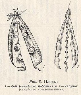 Парадокс стручка